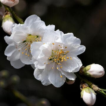 Prunus persica 'Early White'