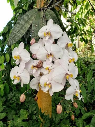 Phalaenopsis philippinensis