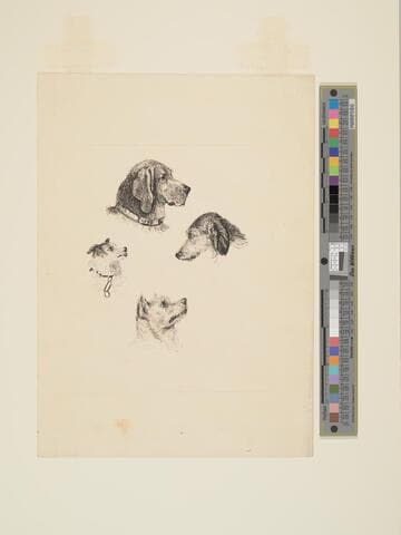 Heads of Four Dogs