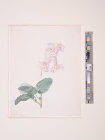 Martynia Proposcidea, Proboscidea Louisianica