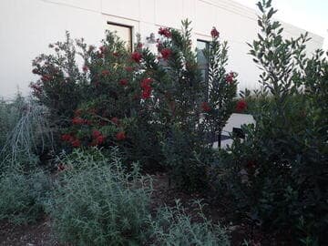 Heteromeles arbutifolia