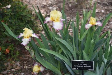 Iris 'Good Fairy'