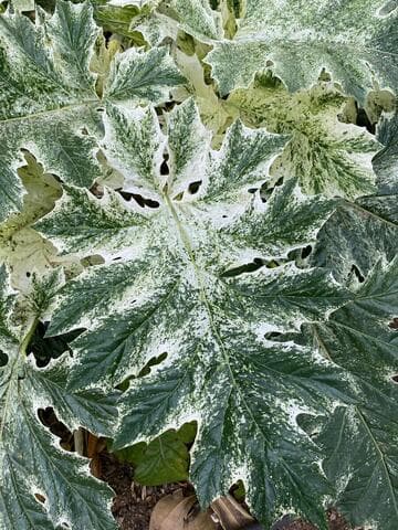 Acanthus 'Whitewater'