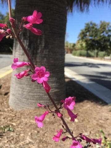 Penstemon parryi