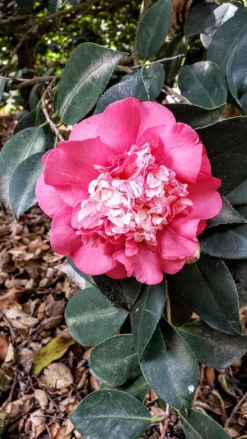 Camellia japonica 'Elegans'