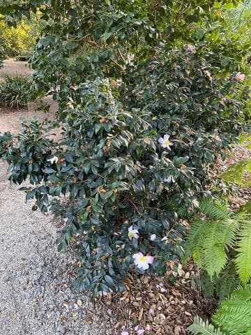 Camellia sasanqua 'Sasanqua Compacta'