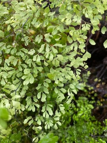 Adiantum raddianum 'Microphyllum'
