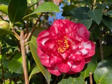 Camellia japonica 'Little Babe Variegated'