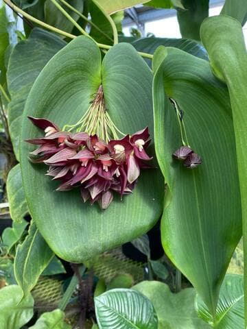 Pleurothallis teaguei