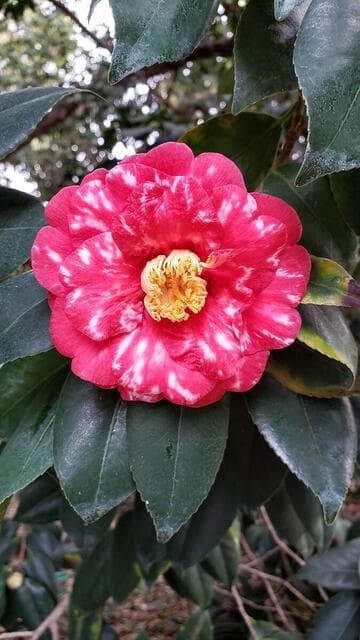 Camellia japonica 'Virginal'