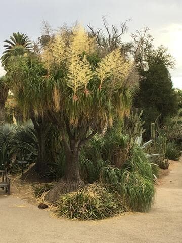 Beaucarnea recurvata