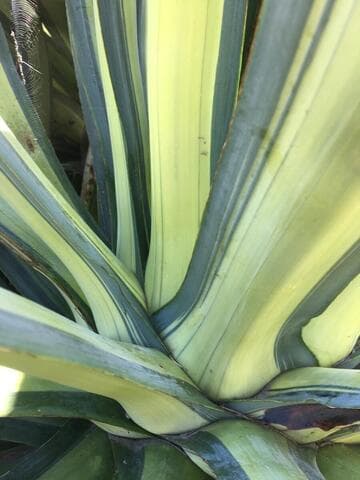 Agave sisalana forma mediopicta