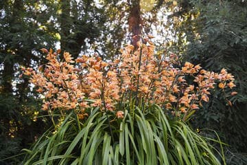 Cymbidium Pauwelsii 'Kessander'