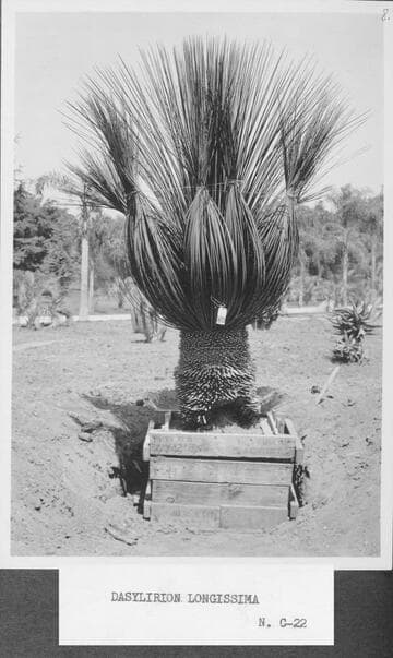 Dasylirion longissima