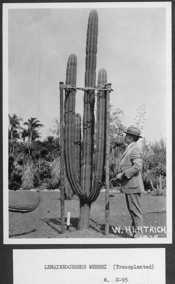 Lemaireocereus weberi transplanted, 1925