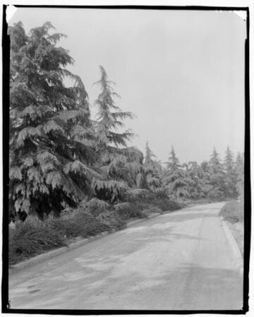 Road to Japanese garden planted with cedrus deodara, circa 1918