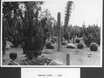 Desert garden, general view, 1924