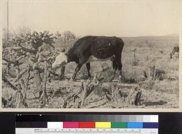 Cow feeding on cactus