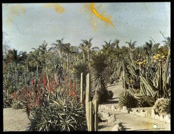 Desert garden, general view, circa 1924