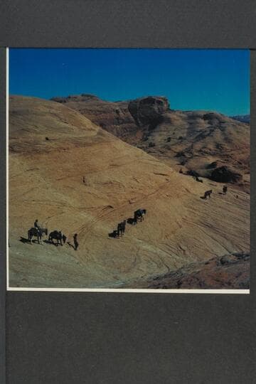 Stock on slick rock west of Nasja Creek and below Dead Center Camp