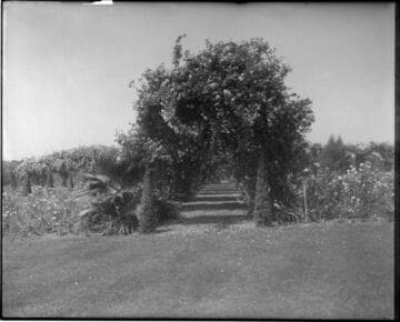 Rose arbor, circa 1918