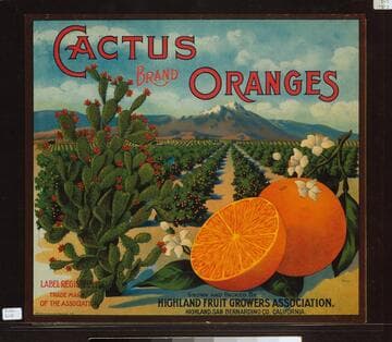 Cactus brand oranges