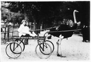 Two young girls in a wagon pulled by an ostrich at Cawston Ostrich Farm, South Pasadena, California, approximately 1920