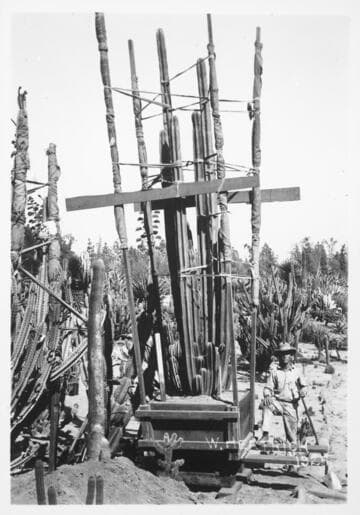 Pachycereus marginata transplanting, 1925