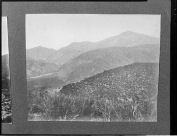 Flowers covering a hillside in Mill Creek Canyon