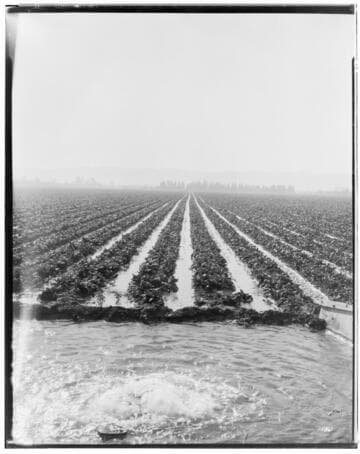 Irrigation of row crops (Beet Field)