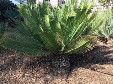 Dioon angustifolium